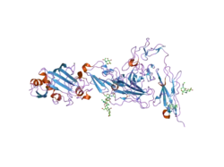 2gy7: Angiopoietin-2/Tie2 Complex Crystal Structure