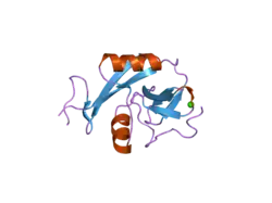 2h2t: CD23 Lectin domain, Calcium 2+-bound