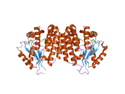 2noa: The structure of deoxycytidine kinase complexed with lamivudine and ADP.