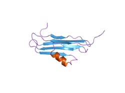 2npl: NMR Structure of CARD d2 Domain