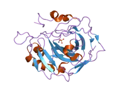 2nwp: Structural and kinetic effects of hydrophobic mutations in the active site of human carbonic anhydrase II