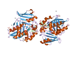 2pfr: Human N-acetyltransferase 2
