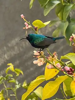 Palestine Sunbird caught at Dahyet al-Hussein suburbs in Amman, Jordan.