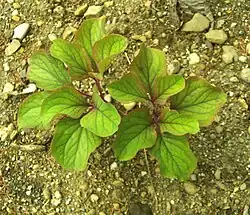 Very rare Paeonia daurica