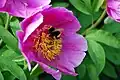 Paeonia muscula with pollinator visitor