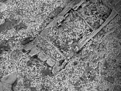 SEM photograph of the spine apex of Palaeocampa, showing the crenellated, weakly tapering tip of the spine