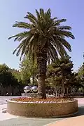 Palm tree - popular decoration of new Baku