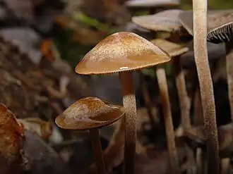 Panaeolus cinctulus