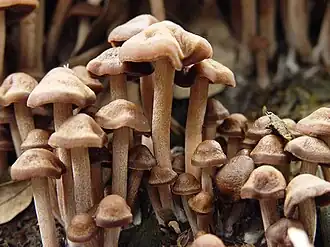 Panaeolus cinctulus