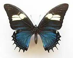 Normal female of Papilio androgeus