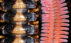 Segmentation and paranota