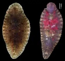 Dorsal (upper) surface and ventral (lower) surface of Placobdelloides siamensis, ventral showing numerous young leeches