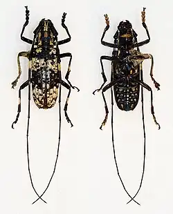two Lockhartia imbricata, the one on the left is black with white spots, and the one on the right is black with orange spots