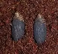 Pupae