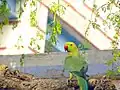 Parrot in village