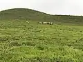 Cattle grazing land, Bih