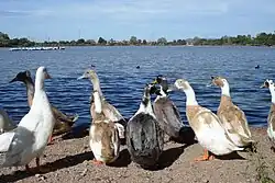 Ducks in Náinari Lake. Sonora, Mexico.