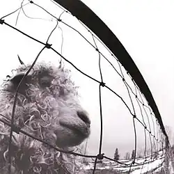 Vinyl edition cover art