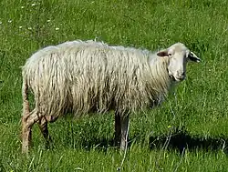 a long-woolled hornless white ewe in a green field