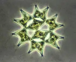 Light micrograph of Pediastrum duplex, a star-shaped colonial green alga