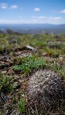 Growing in Kittitas County, Washington