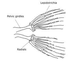 Pelvic fin skeleton for Danio rerio, zebrafish.