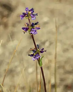 Three groups of purple tubular flowers on a narrow, dark red stem