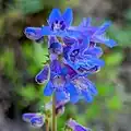 Flowers of Penstemon ovatus