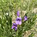 Flowers of Penstemon venustus