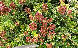 Pentacalia vernicosa