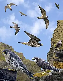 peregrine falcon