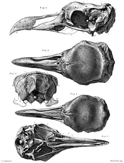 Skull of male (1–3) and female (4–5) Rodrigues solitaires