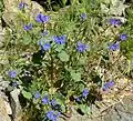 Phacelia campanularia