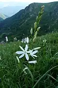 St. Bernard's lily in the Wormspel cirque.