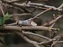 The buff wingtips of this moth aid in camouflage.