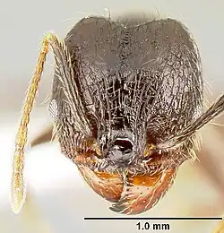 The head view of a "major" worker of P. purpurea, with a scale to distinguish size