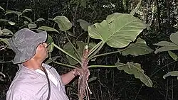 With human for scale