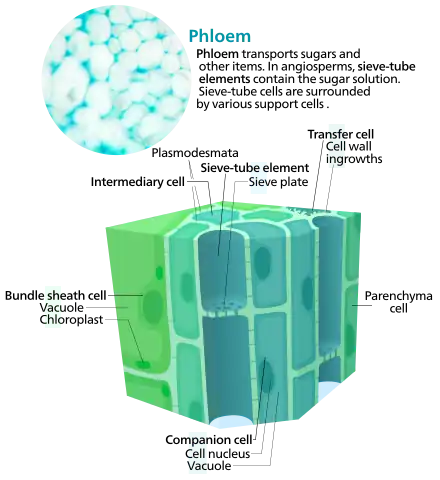 Cross section of some phloem cells