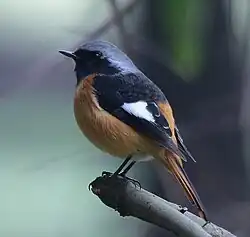 Male in Vietnam