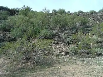 The Hedgpeth Hills and Sonoran Desert viewed from the center