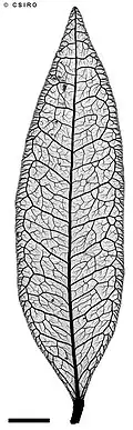 Xray of leaf showing fine venation