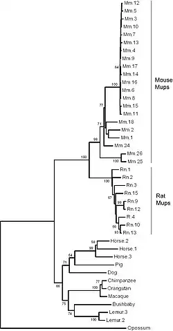 A phylogenetic tree of major urinary protein genes in mammals showing 21 mouse genes, 9 rat genes, 3 horse genes, 2 lemur genes and one gene each from pig, dog, orangutan, macaque, bushbaby and opossum
