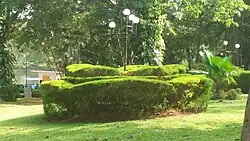 Pilikula Botanical Garden - Pruned bushes alongside the lights