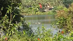 Pilikula Botanical Garden - Egrets swimming in the lake