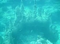 A large colony of pillar coral (Dendrogyra cylindrus) at Marker 32 reef, June 2010