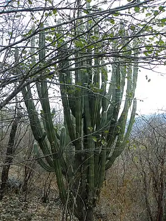 Plants growing in habitat on the way to Tomellin, Oaxaca