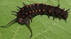 Dark pipevine swallowtail larva