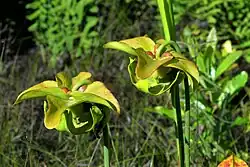 Pitcher plant (Sarracenia alata), Tyler County
