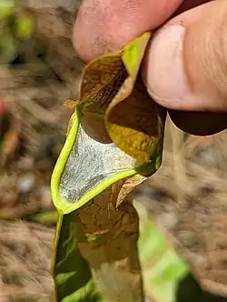Larvae's silk covering the mouth of an S. minor pitcher