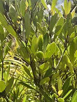 A bokeh image of the light freenish-yellow leafage of a Kirk's kōhūhū (P. Kirkii) indvidual.